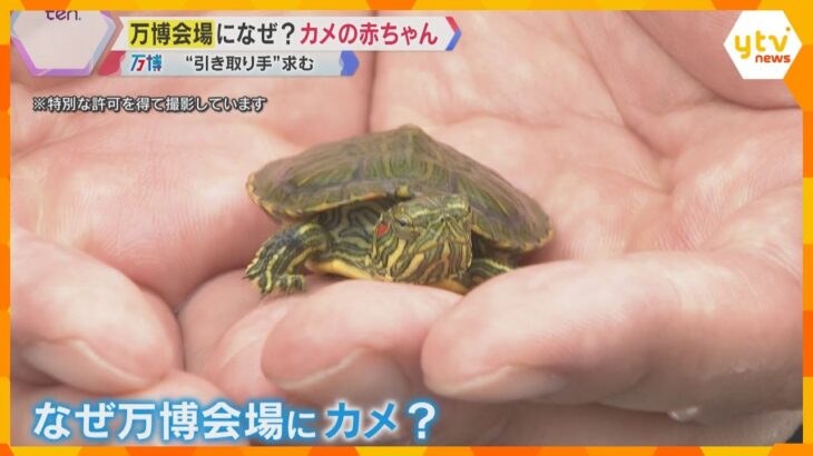 「急に現れて、気づいたらいました」万博会場になぜ？“カメ”の赤ちゃん「飼い主が見つかればいいな」