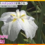 水辺を彩る「ハナショウブ」が見ごろ　源氏物語にちなんだ品種「光源氏」「葵の上」など　神戸市須磨区