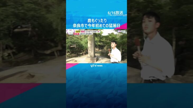 【暑い】シカもぐったり　奈良市で今年初の猛暑日　大阪・八尾市や兵庫・豊岡市も　今後も厳しい暑さ #shorts #読売テレビニュース