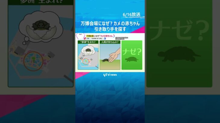 「急に現れて、気づいたらいました」万博会場になぜ？“カメ”の赤ちゃん「飼い主が見つかればいいな」 #shorts #読売テレビニュース