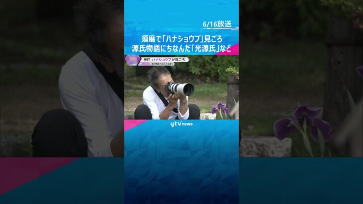 水辺を彩る「ハナショウブ」が見ごろ　源氏物語にちなんだ品種「光源氏」「葵の上」など　神戸市須磨区 #shorts #読売テレビニュース