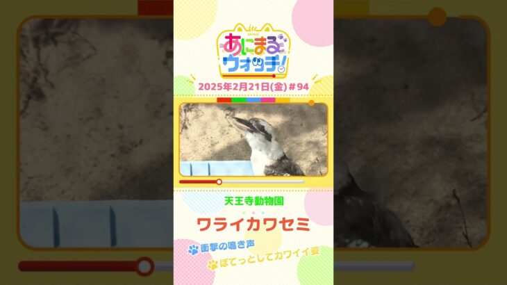 衝撃の鳴き声！「ワライカワセミ」　大阪「天王寺動物園」　#shorts #読売テレビニュース #すまたん #あにまるウォッチ #動物