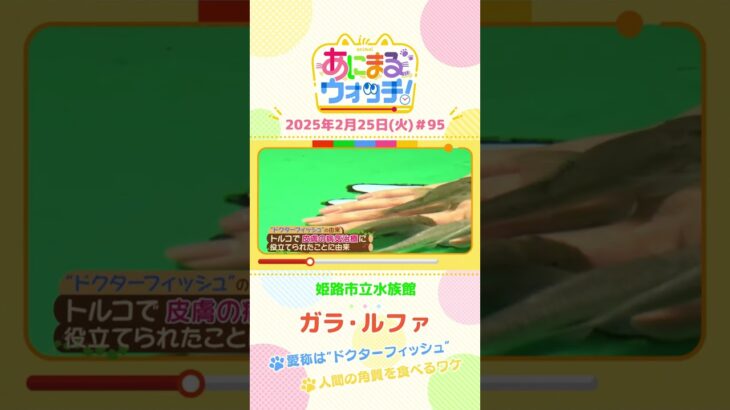 愛称は“ドクターフィッシュ”！「ガラ・ルファ」　兵庫「姫路市立水族館」　#shorts #読売テレビニュース #すまたん #あにまるウォッチ #動物