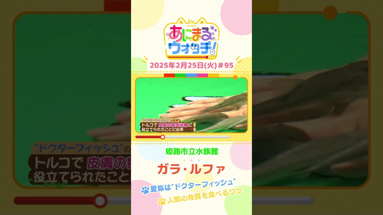 愛称は“ドクターフィッシュ”！「ガラ・ルファ」　兵庫「姫路市立水族館」　#shorts #読売テレビニュース #すまたん #あにまるウォッチ #動物