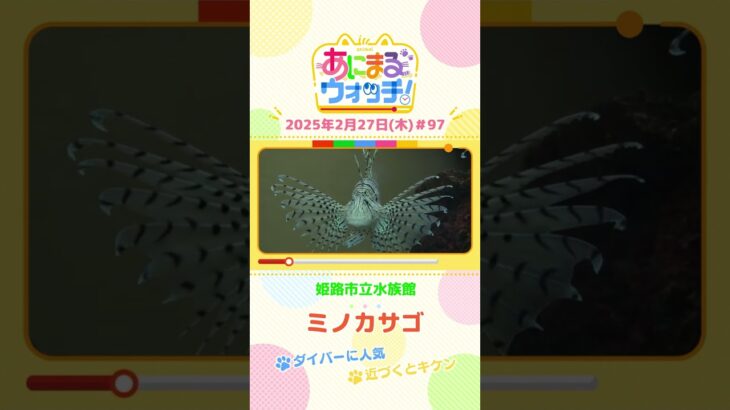 近づくとキケン！「ミノカサゴ」　兵庫「姫路市立水族館」　#shorts #読売テレビニュース #すまたん #あにまるウォッチ #動物