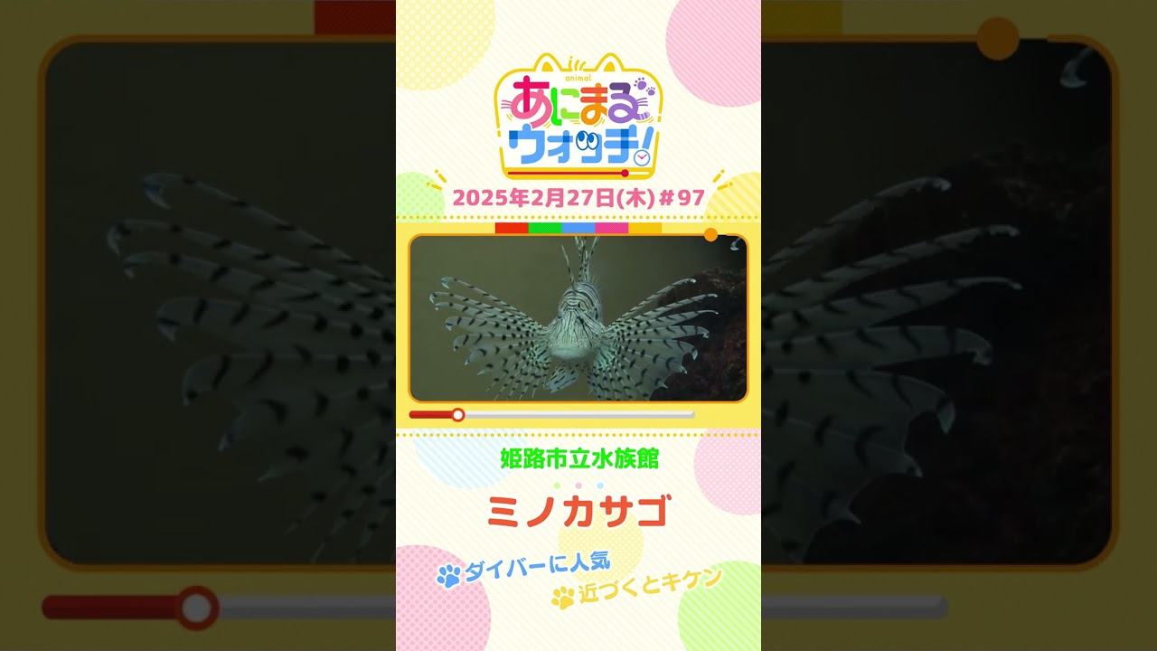 近づくとキケン！「ミノカサゴ」　兵庫「姫路市立水族館」　#shorts #読売テレビニュース #すまたん #あにまるウォッチ #動物