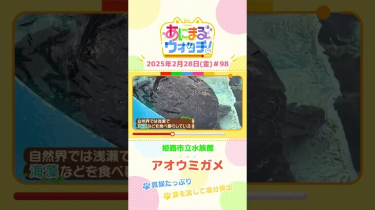 貫録たっぷり！「アオウミガメ」　兵庫「姫路市立水族館」　#shorts #読売テレビニュース #すまたん #あにまるウォッチ #動物