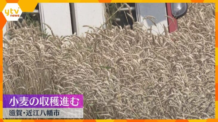 梅雨の合間に小麦「びわほなみ」の収穫ラストスパート　滋賀・近江八幡市　