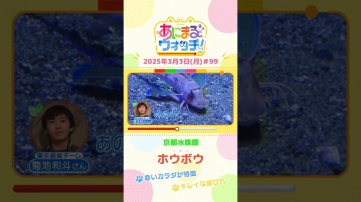赤いカラダが特徴！「ホウボウ」　京都市「京都水族館」　#shorts #読売テレビニュース #すまたん #あにまるウォッチ #動物