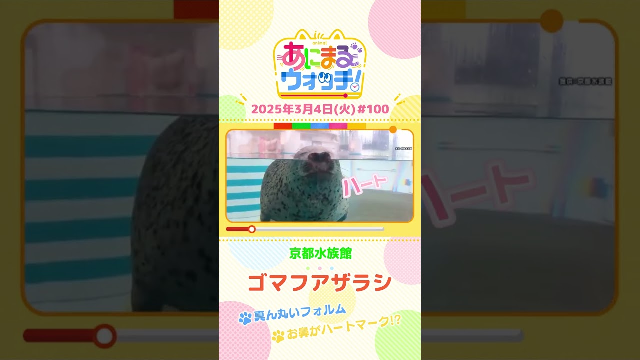 真ん丸いフォルム！「ゴマフアザラシ」 京都市「京都水族館」　#shorts #読売テレビニュース #すまたん #あにまるウォッチ #動物