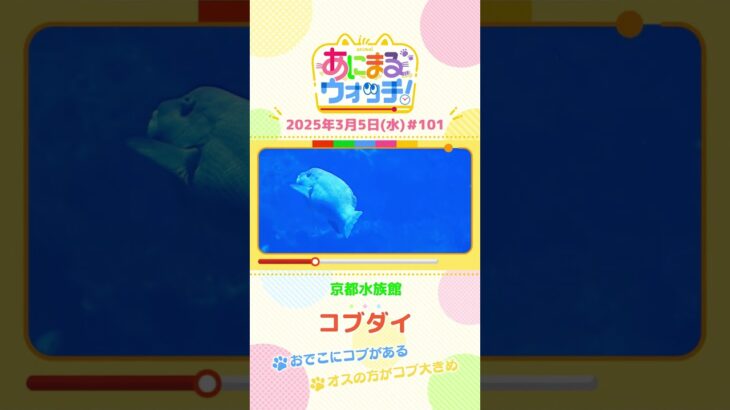 おでこにコブがある！「コブダイ」　京都市「京都水族館」　#shorts #読売テレビニュース #すまたん #あにまるウォッチ #動物