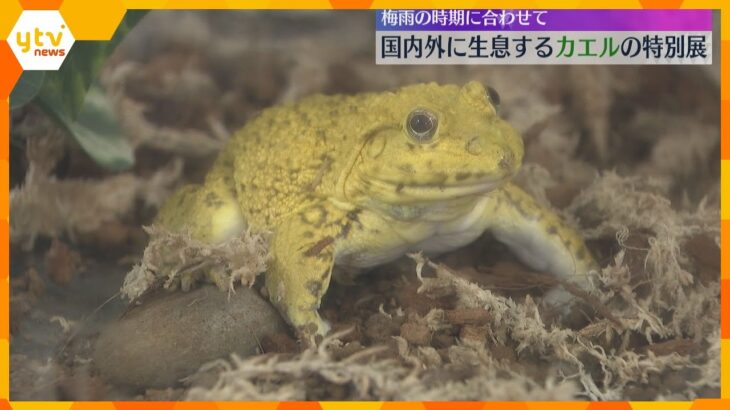 鮮やかな色やかわいらしい姿にクギヅケ　梅雨にあわせた「カエルの特別展」国内外生息の13種類展示