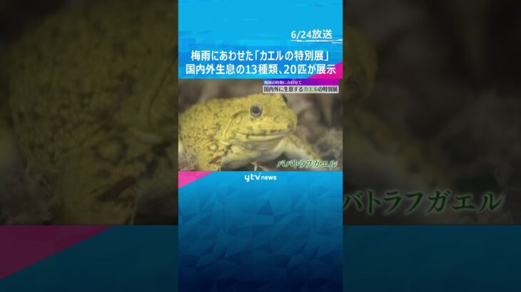 鮮やかな色やかわいらしい姿にクギヅケ　梅雨にあわせた「カエルの特別展」国内外生息の13種類展示#shorts #読売テレビニュース
