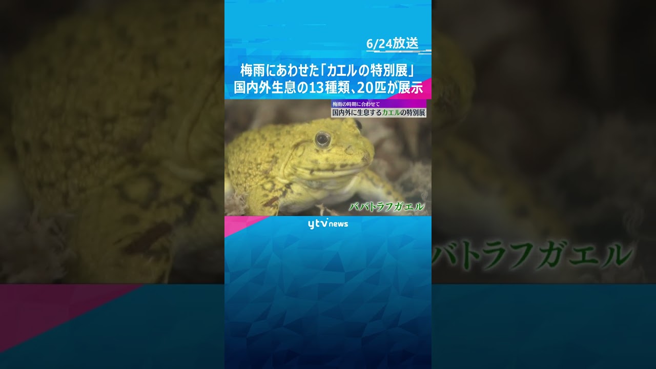 鮮やかな色やかわいらしい姿にクギヅケ　梅雨にあわせた「カエルの特別展」国内外生息の13種類展示#shorts #読売テレビニュース