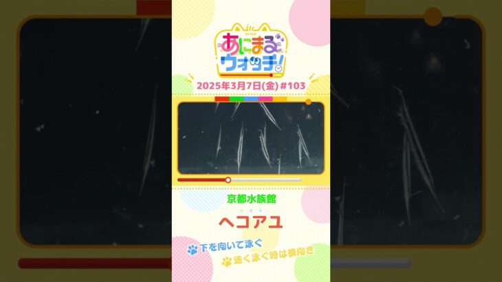 下を向いて泳ぐ！「ヘコアユ」　京都市「京都水族館」　#shorts #読売テレビニュース #すまたん #あにまるウォッチ #動物