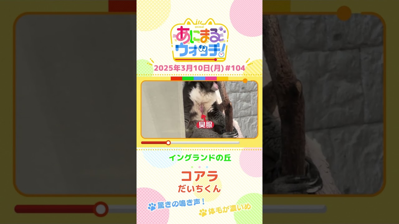驚きの鳴き声！「コアラ」　兵庫「イングランドの丘」　#shorts #読売テレビニュース #すまたん #あにまるウォッチ #動物
