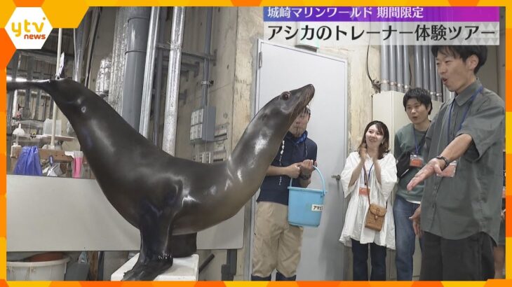「めっちゃかわいい」「触り心地が良かった」アシカと触れ合えるツアーが人気　城崎マリンワールド