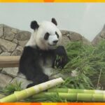 「ほんまに行ってほしくない」「目に焼き付けて…」パンダ4頭最後のお別れ　開園前から1400人が列