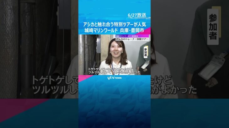 「めっちゃかわいい」「触り心地が良かった」アシカと触れ合えるツアーが人気　城崎マリンワールド　#tiktokでニュース #読売テレビニュース