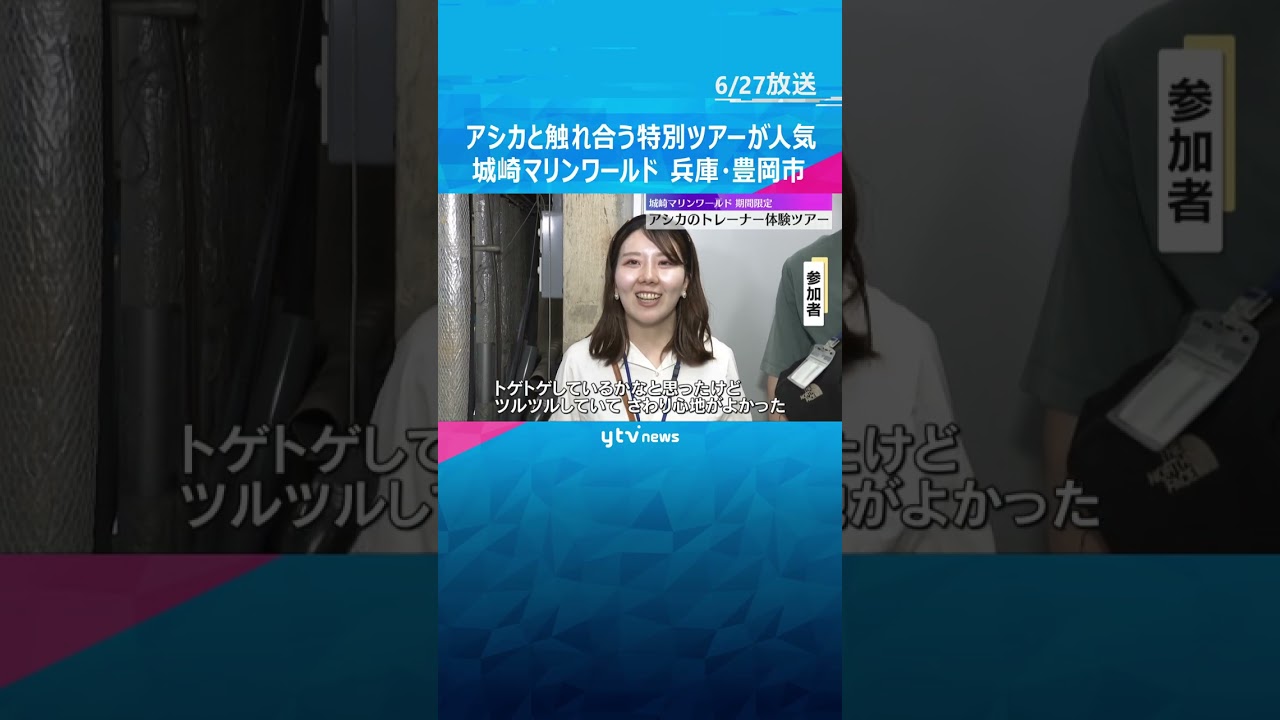 「めっちゃかわいい」「触り心地が良かった」アシカと触れ合えるツアーが人気　城崎マリンワールド　#tiktokでニュース #読売テレビニュース