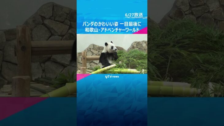 「ほんまに行ってほしくない」「目に焼き付けて…」パンダ4頭最後のお別れ　開園前から1400人が列　#tiktokでニュース #読売テレビニュース
