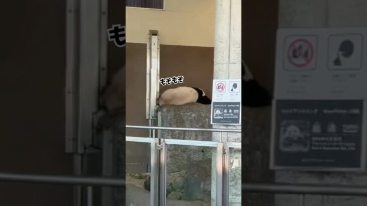 アドベンチャーワールド パンダ「浜家」の最終観覧日#パンダ #アドベンチャーワールド