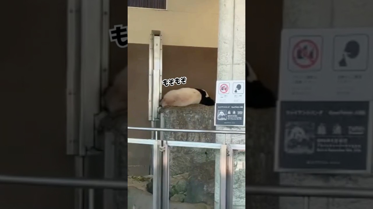 アドベンチャーワールド パンダ「浜家」の最終観覧日#パンダ #アドベンチャーワールド
