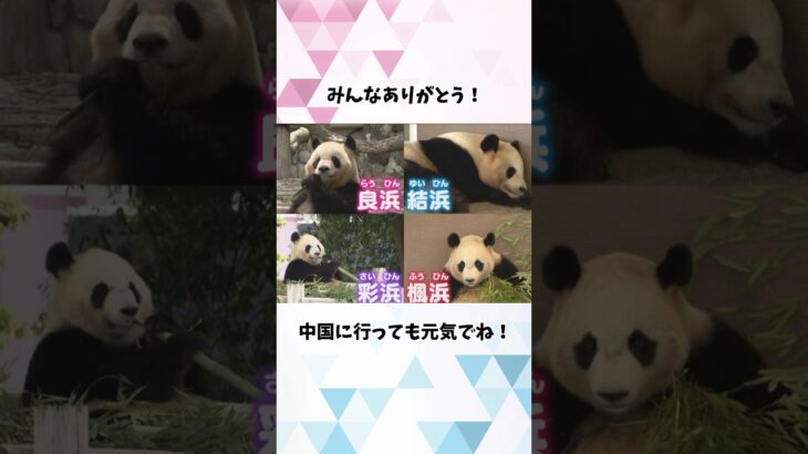 みんなありがとう！和歌山・アドベンチャーワールドでパンダの最終観覧日#パンダ #アドベンチャーワールド #浜家