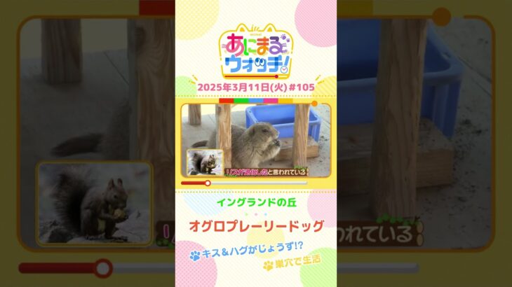 キス＆ハグがじょうず！？「オグロプレーリードッグ」　兵庫「イングランドの丘」　#shorts #読売テレビニュース #すまたん #あにまるウォッチ #動物