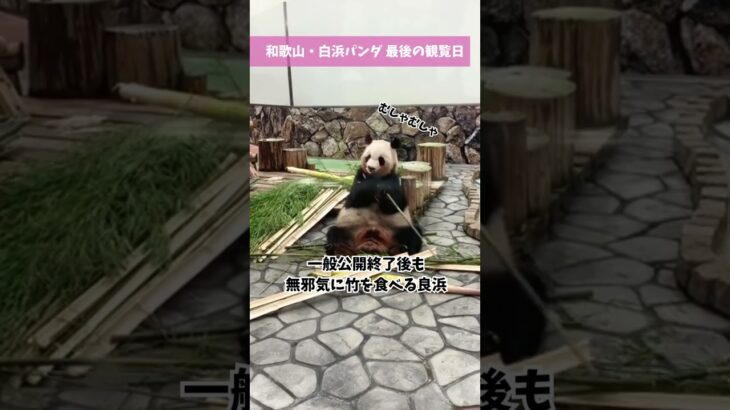 良浜のもぐもぐタイム#パンダ #アドベンチャーワールド #良浜 #読売テレビニュース