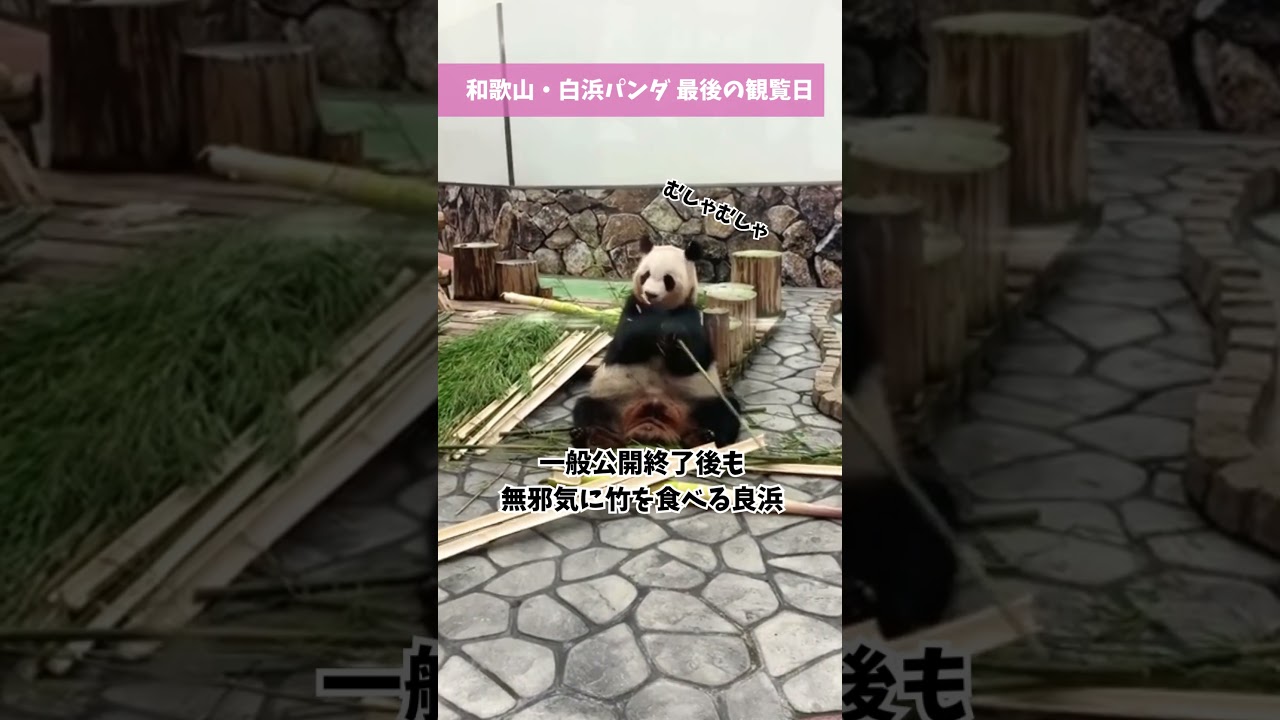 良浜のもぐもぐタイム#パンダ #アドベンチャーワールド #良浜 #読売テレビニュース