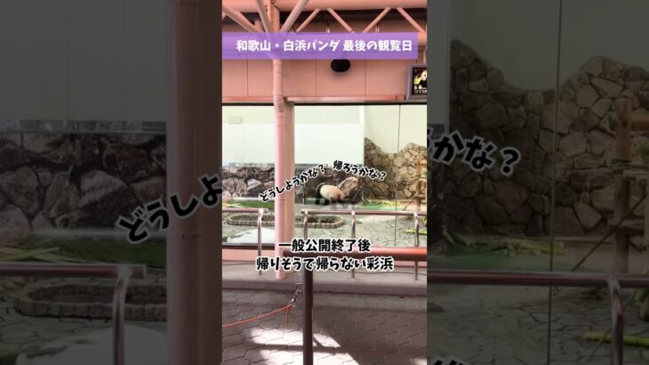 帰りそうで帰らない彩浜#パンダ #アドベンチャーワールド #彩浜 #読売テレビニュース
