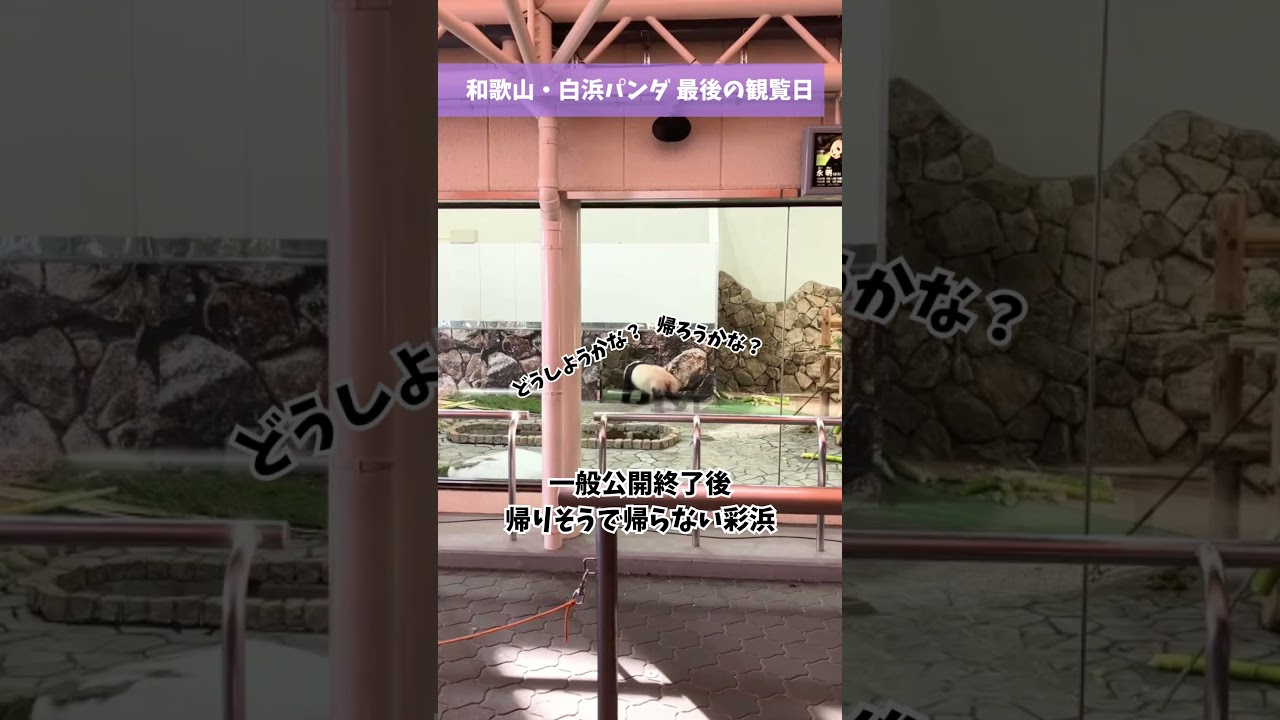 帰りそうで帰らない彩浜#パンダ #アドベンチャーワールド #彩浜 #読売テレビニュース