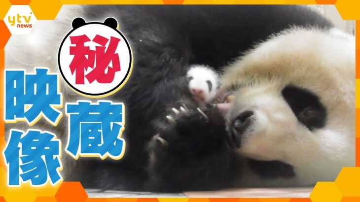 さよなら「浜家」パンダファミリー　白浜パンダ全頭中国へ　“最後の別れ”を秘蔵映像で振り返る軌跡【かんさい情報ネット ten.特集】