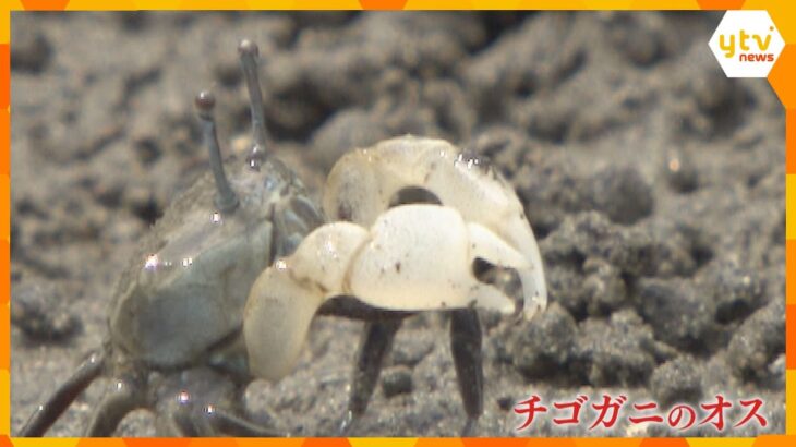 【求愛？威嚇？】一斉にハサミを振り上げるチゴガニの“ダンス”始まる　和歌山・新宮市 三輪崎海岸