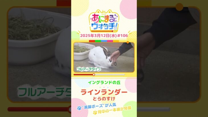 “美脚ポーズ”が人気！「ラインランダー」　兵庫「イングランドの丘」　#shorts #読売テレビニュース #すまたん #あにまるウォッチ #動物