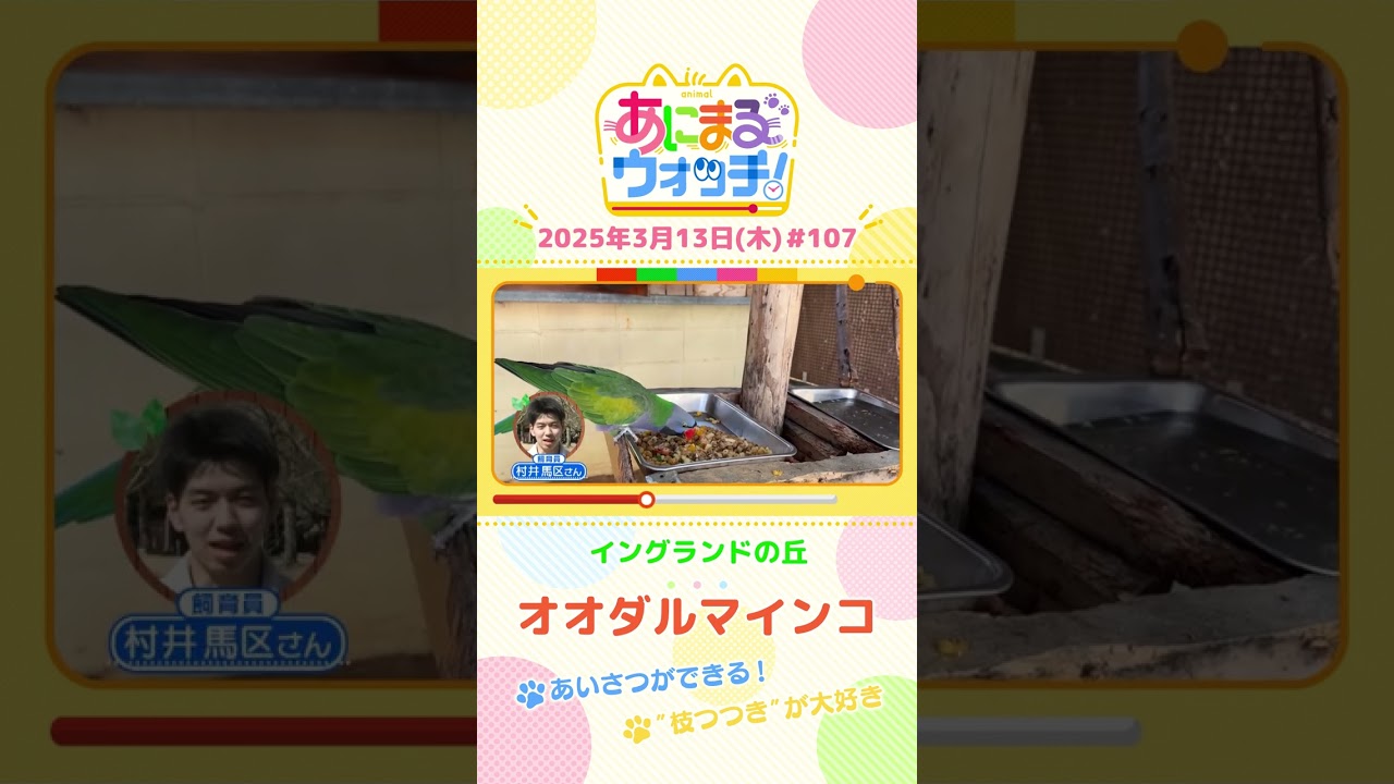 あいさつができる！「オオダルマインコ」　兵庫「イングランドの丘」　#shorts #読売テレビニュース #すまたん #あにまるウォッチ #動物