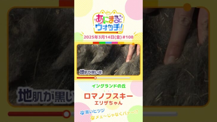 黒いヒツジ！「ロマノフスキー」エリザちゃん　兵庫「イングランドの丘」　#shorts #読売テレビニュース #すまたん #あにまるウォッチ #動物
