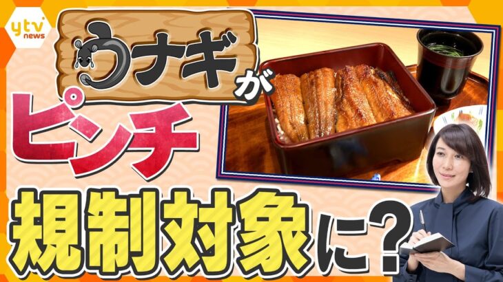 【ヨコスカ解説】EUがうなぎをワシントン条約の規制対象提案で自由貿易に影響か、日本への流通量が減少に？　6割超を輸入に頼る日本のうなぎがピンチ！？