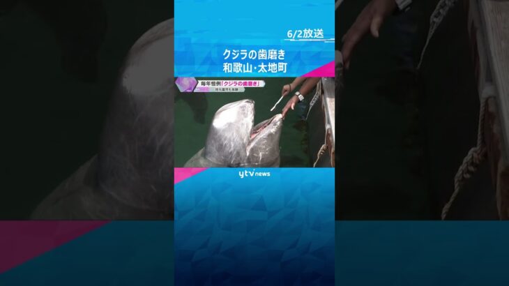 「くじらの博物館」でクジラの歯磨き　太地 　#shorts　#読売テレビニュース