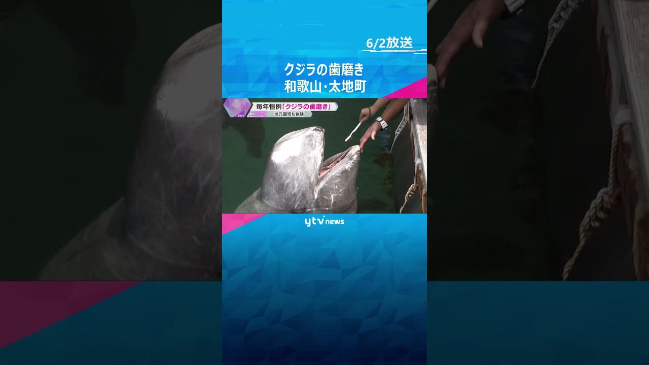 「くじらの博物館」でクジラの歯磨き　太地 　#shorts　#読売テレビニュース