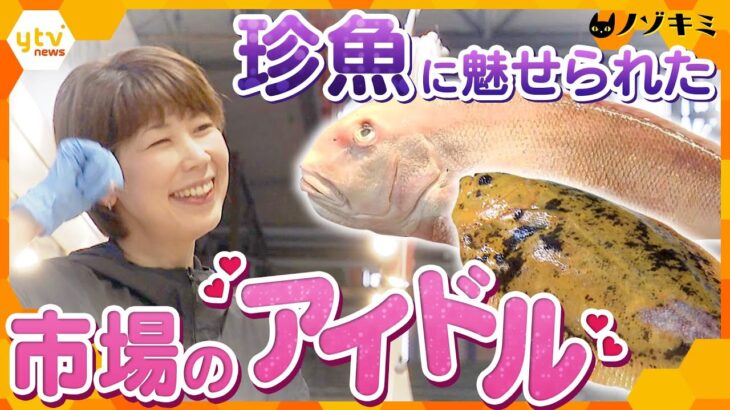 市場でたった1人の女性仲買人　マンボウにシュモクザメ…珍しい魚を食卓へ！【かんさい情報ネット ten.特集/ノゾキミ】