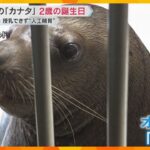 トドの「カナタ」2歳の誕生日　補水液をあげたりサインを出して触れ合う　兵庫・城崎マリンワールド