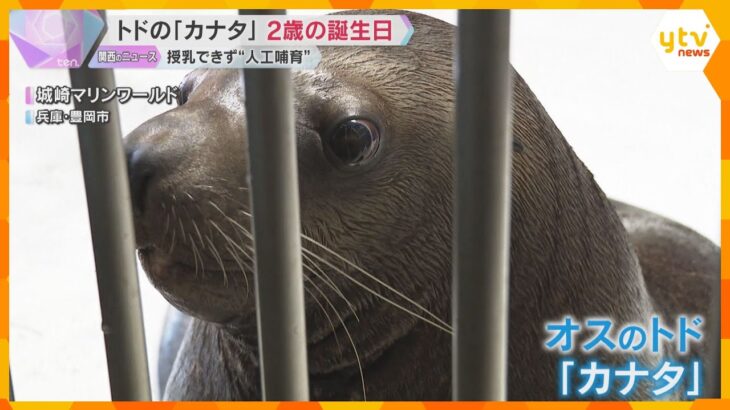 トドの「カナタ」2歳の誕生日　補水液をあげたりサインを出して触れ合う　兵庫・城崎マリンワールド