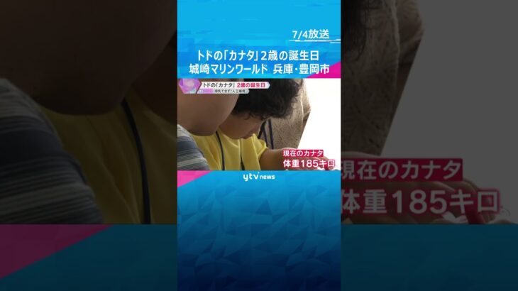 トドの「カナタ」2歳の誕生日　補水液をあげたりサインを出して触れ合う　兵庫・城崎マリンワールド#shorts #読売テレビニュース