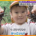 カブトムシ約300匹を放し飼い　山の中で触れ合える関西最大級の施設で開園式　来月17日まで営業