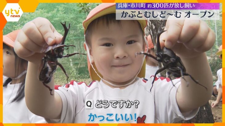 カブトムシ約300匹を放し飼い　山の中で触れ合える関西最大級の施設で開園式　来月17日まで営業