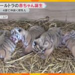4頭で仲良く授乳も　アムールトラの赤ちゃんの出産映像を公開　和歌山・アドベンチャーワールド