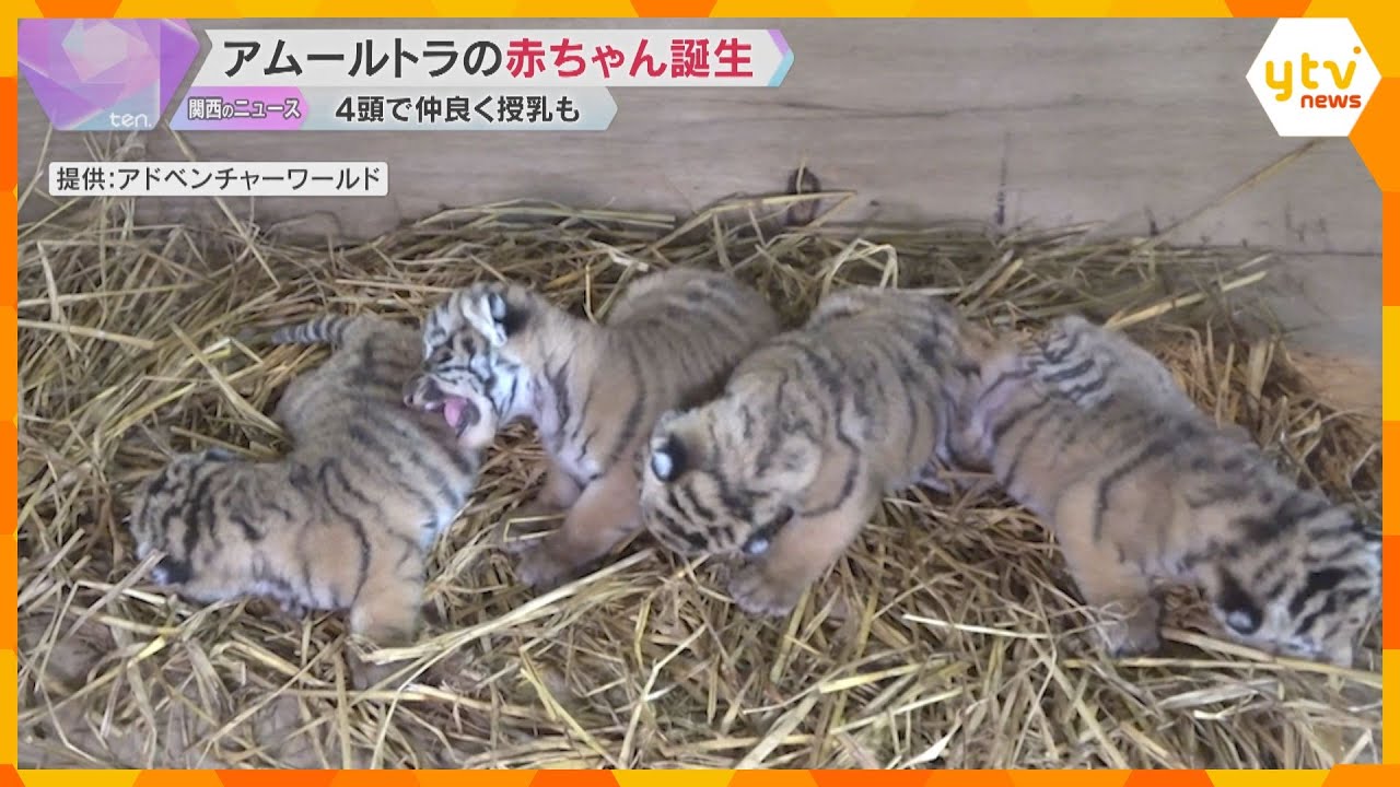4頭で仲良く授乳も　アムールトラの赤ちゃんの出産映像を公開　和歌山・アドベンチャーワールド