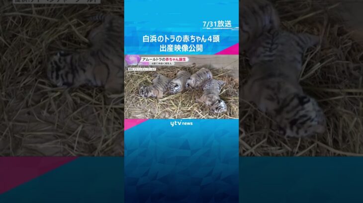 4頭で仲良く授乳も　アムールトラの赤ちゃんの出産映像を公開　和歌山・アドベンチャーワールド　#shorts #読売テレビニュース